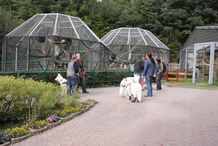 bei den gro&szlig;en Affen